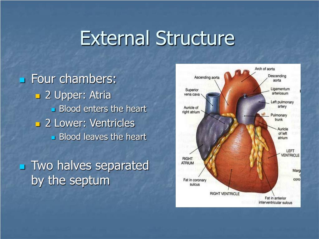 PPT - Structure and Function of the Heart PowerPoint Presentation, free