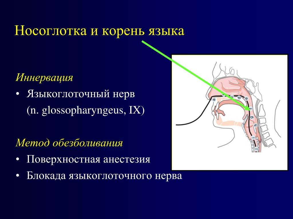 Нерв глотки. Языкоглоточный нерв. Языкоглоточный нерв иннервирует. Языкоглоточный нерв иннервация языка. Блокада языкоглоточного нерва.