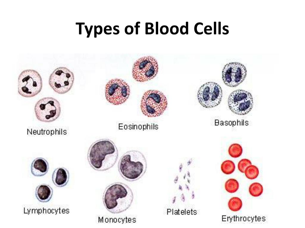 10 Types Of Human Cells