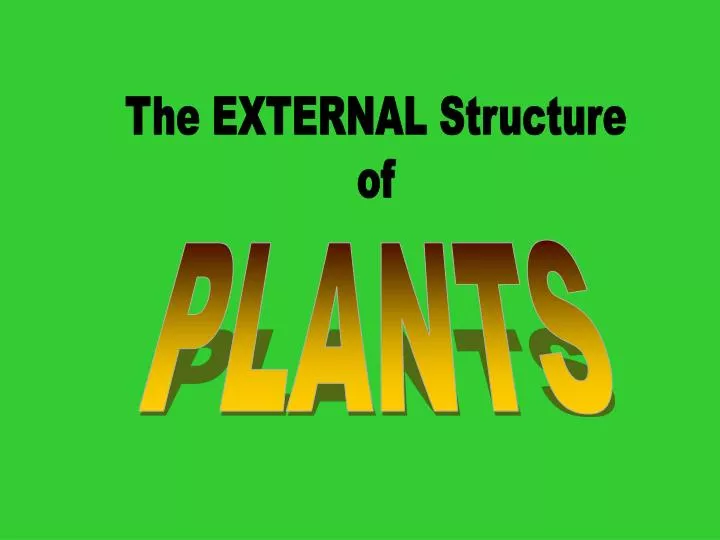 PPT - The EXTERNAL Structure of PowerPoint Presentation, free download ...