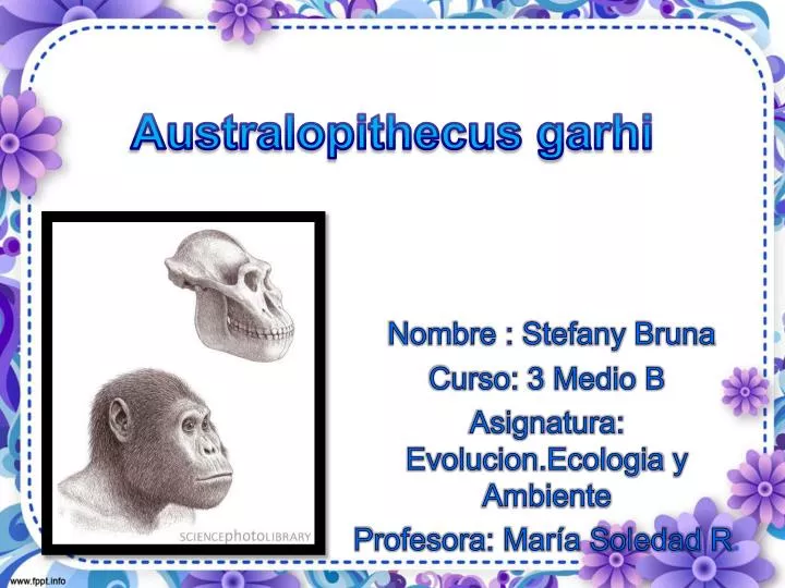 PPT - Australopithecus Garhi PowerPoint Presentation, Free Download ...