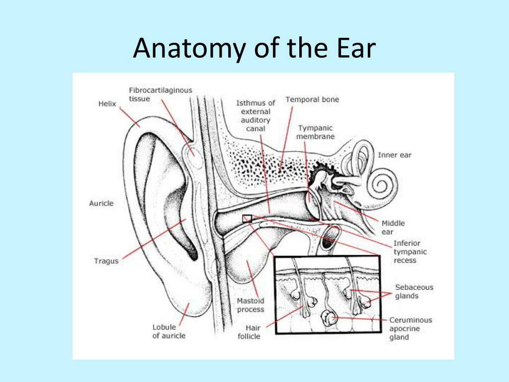 PPT - Hearing Loss PowerPoint Presentation, free download - ID:2917465