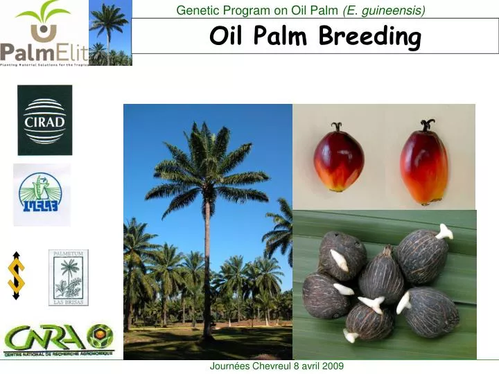 oil palm breeding n.
