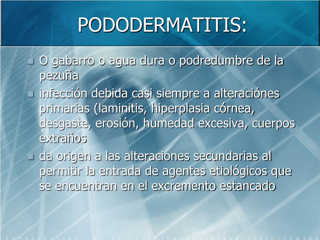 PPT - ALTERACIONES EN PATAS QUE AFECTAN LA REPRODUCCION EN BOVINOS ...