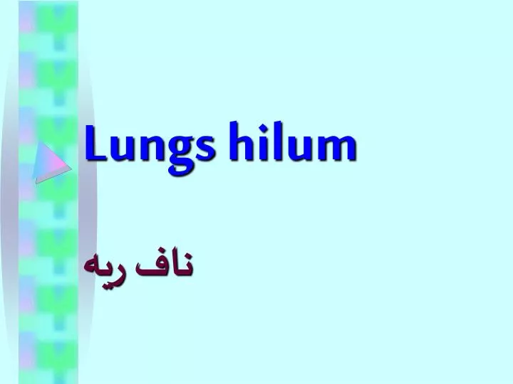 hilum of lung download free hilum of lung download free