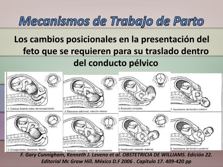 PPT - Mecanismos del Trabajo de Parto PowerPoint Presentation - ID:2919406