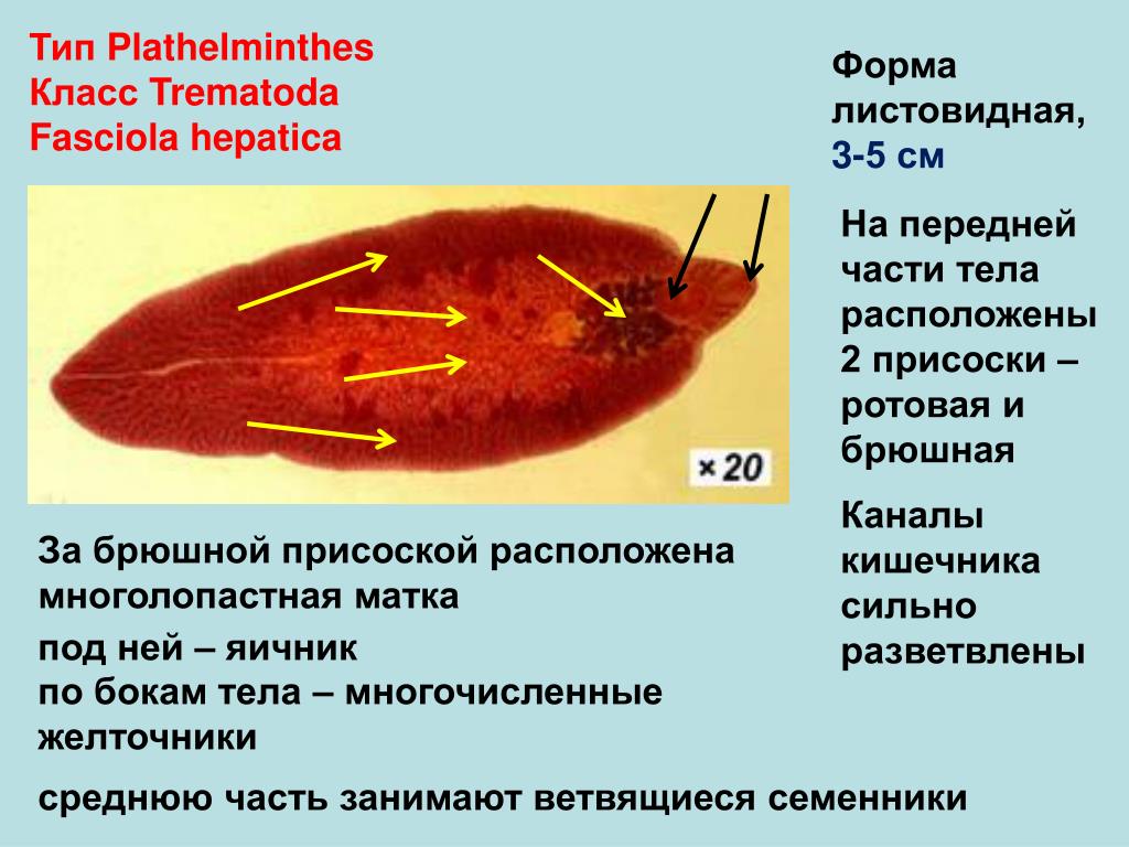 Листовидная форма червей. Трематоды Fasciola hepatica. Fasciola hepatica Тип класс. Тип plathelminthes класс Trematoda. Ротовая и брюшная присоски.