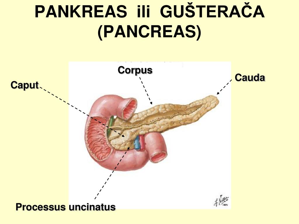 Que hace el pancreas