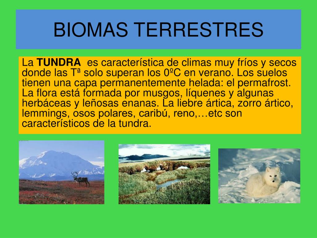 PPT - ECOSISTEMAS II Biomas.Biodiversidad. PowerPoint Presentation -  ID:2921771