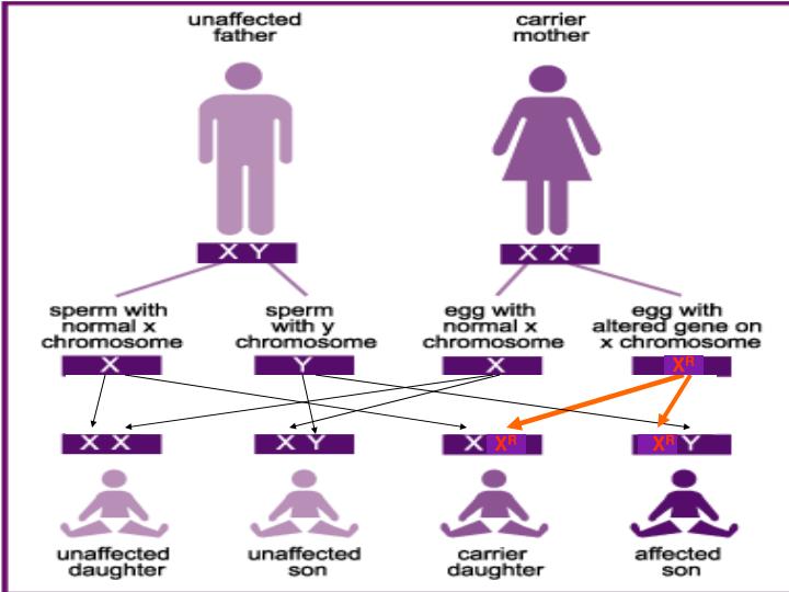 Can A Recessive Trait Be On The Y Chromosome Both Alleles Influence 