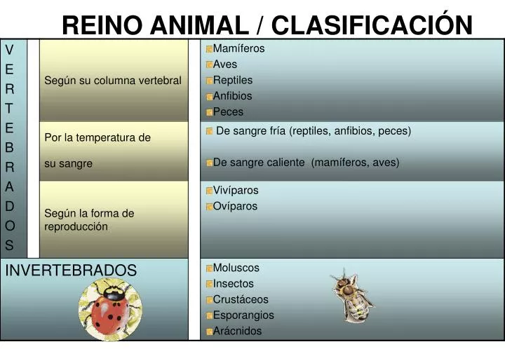 Ppt Reino Animal ClasificaciÓn Powerpoint Presentation Free