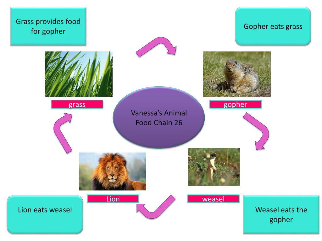 Lion eats weasel PowerPoint Presentation free download Biology Diagrams