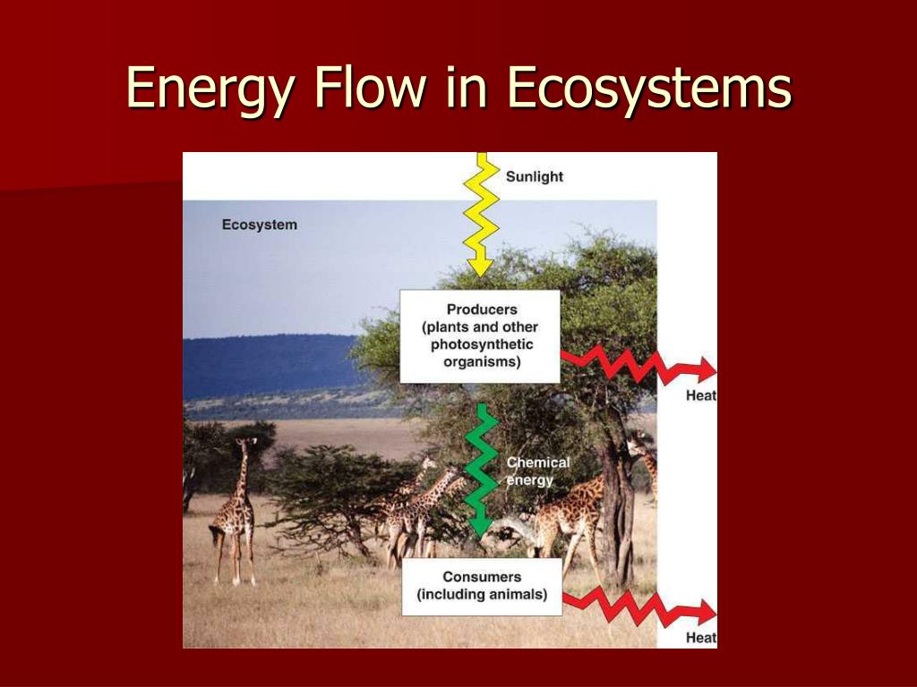 PPT - Energy Flow In Ecosystems PowerPoint Presentation, Free Download ...