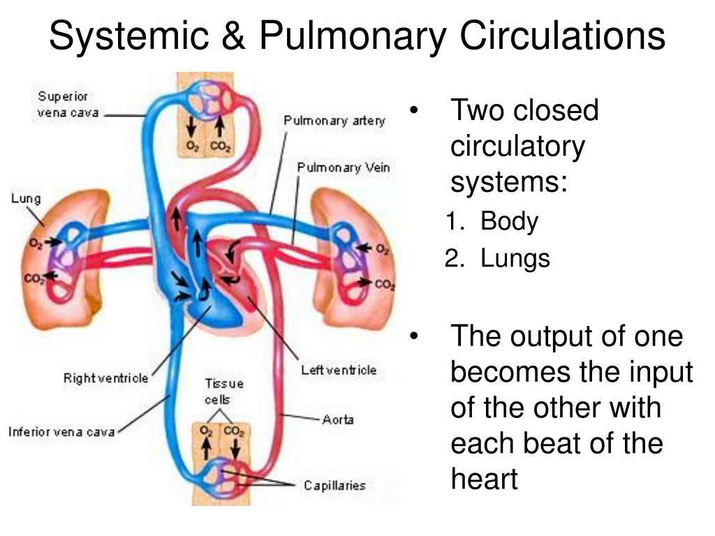 PPT - Cardiovascular System: PowerPoint Presentation, free download