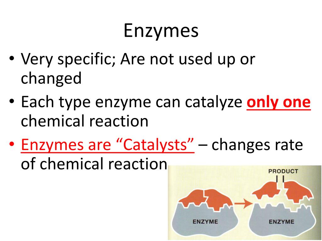 PPT - Enzymes And Chemical Reactions Biology CP PowerPoint Presentation ...