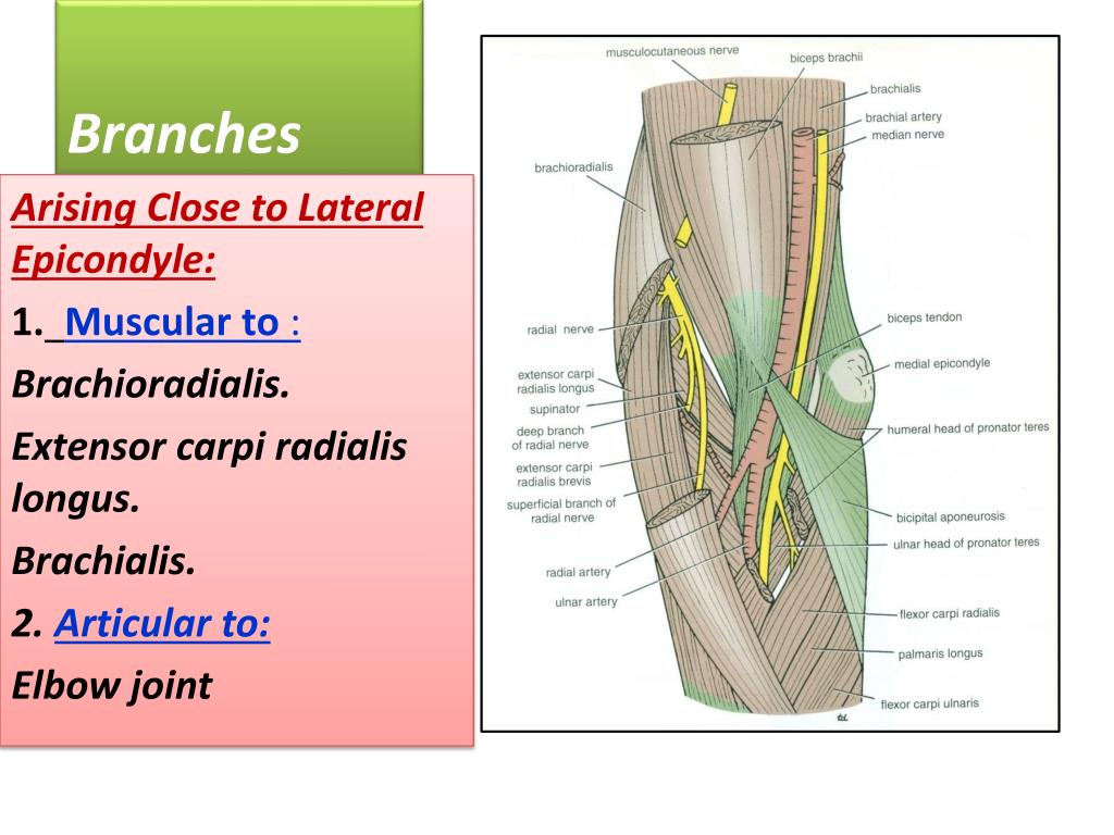 PPT - Radial & Ulnar Nerves PowerPoint Presentation, free download - ID