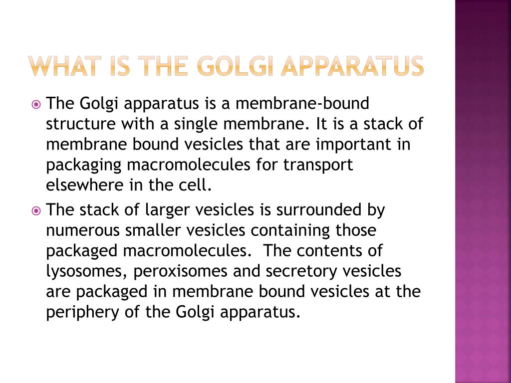 PPT - The Golgi Apparatus PowerPoint Presentation, free download - ID ...