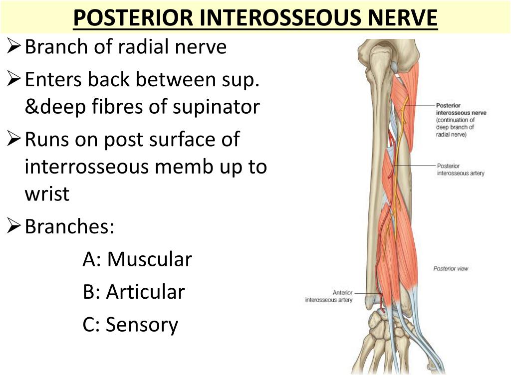 Back between. Posterior interosseous nerve. Radial nerve. Radial nerve supinator. Лучевой нерв (Radial nerve)?.