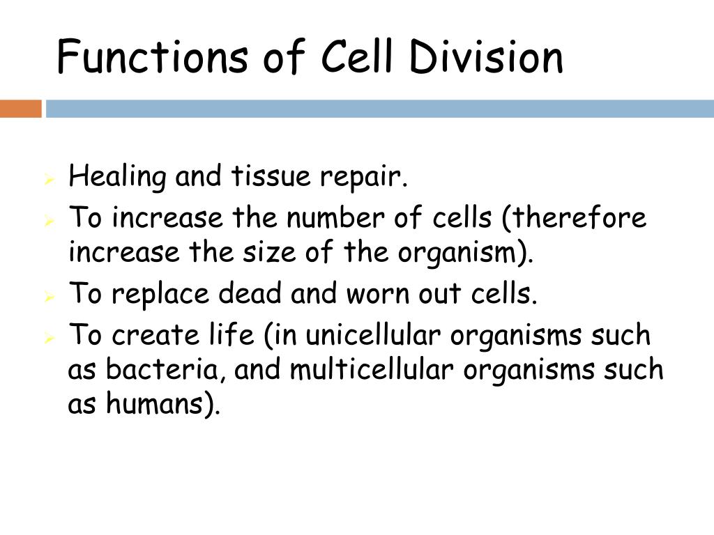 cell division essay titles