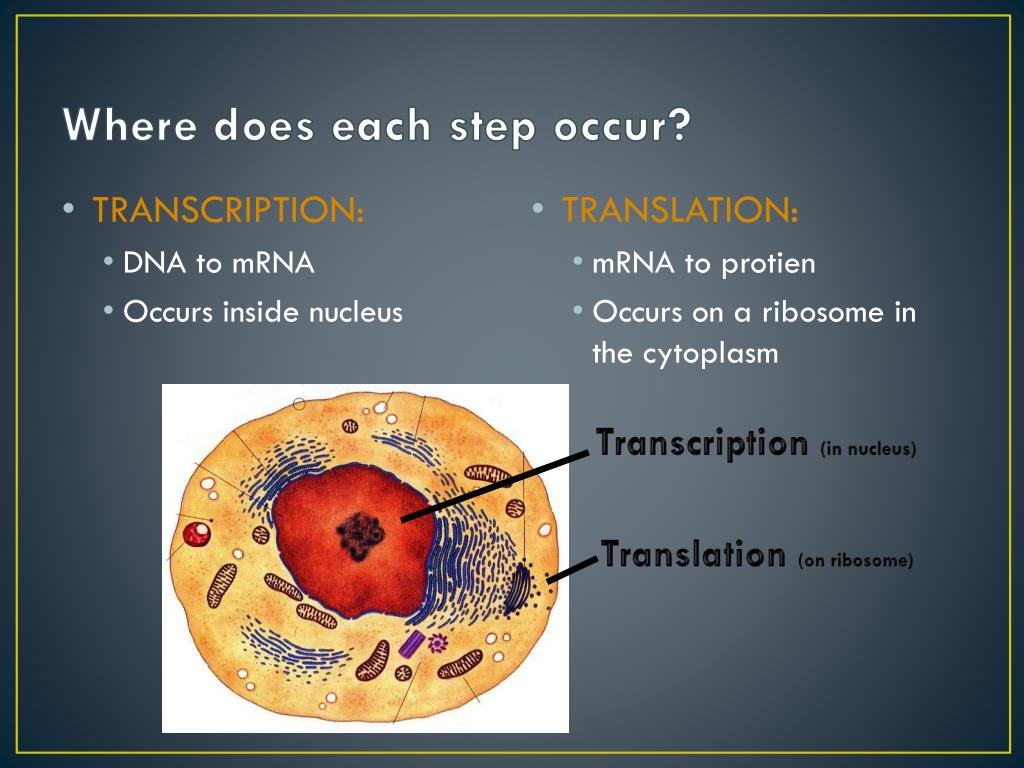 Ppt central dogma of molecular biology powerpoint presentation free