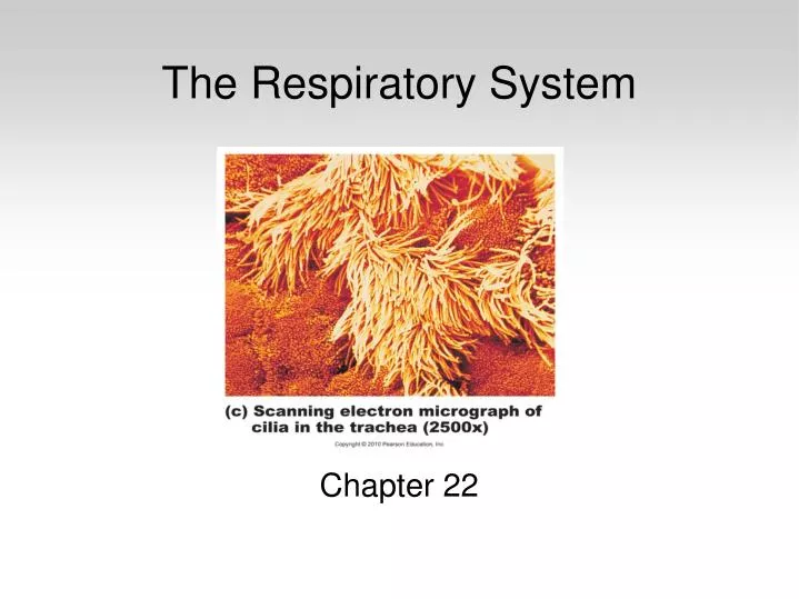 PPT - The Respiratory System Chapter 22 PowerPoint Presentation, Free ...