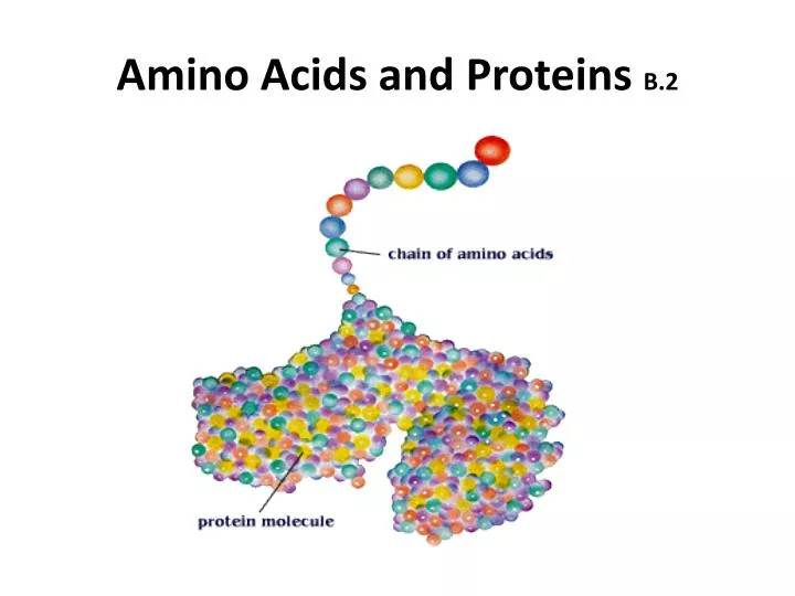PPT Amino Acids and Proteins B.2 PowerPoint Presentation, free