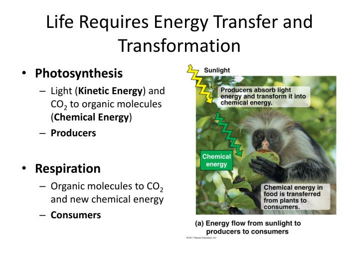 introduction themes in the study of Campbell 9e ap - chapter 1, intro: themes in the study of life learn with flashcards, games, and more — for free. introduction themes in the study of Campbell 9e ap - chapter 1, intro: themes in the study of life learn with flashcards, games, and more — for free.