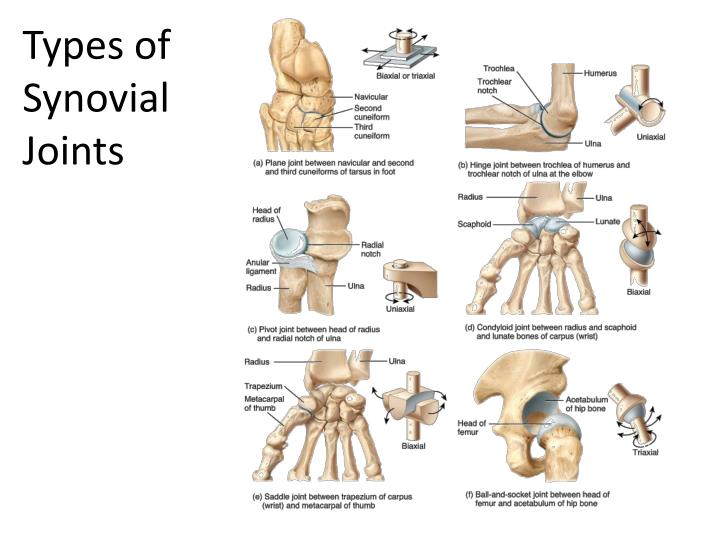 PPT Synovial Joints PowerPoint Presentation ID2930660