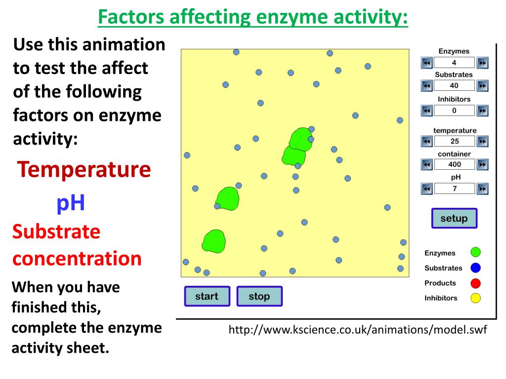 PPT - Enzymes PowerPoint Presentation, free download - ID:2933332