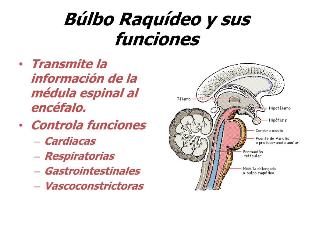 PPT - El Sistema Nervioso , el Cerebro y sus procesos PowerPoint