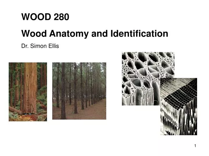 PPT WOOD 280 Wood Anatomy and Identification Dr. Simon Ellis