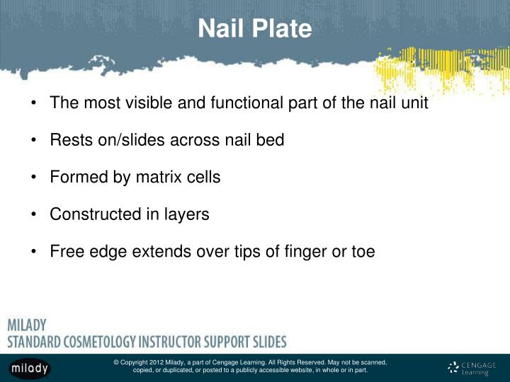PPT Chapter 9 Nail Structure and Growth PowerPoint Presentation ID