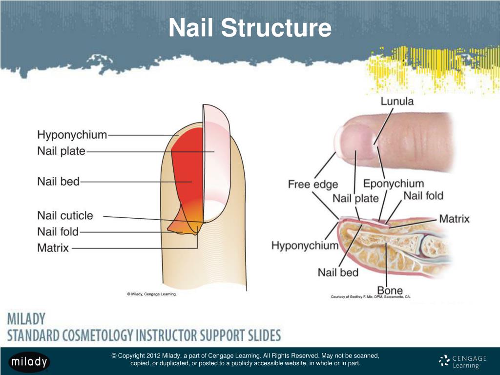 Nail Structure Labeled Diagram | Quizlet