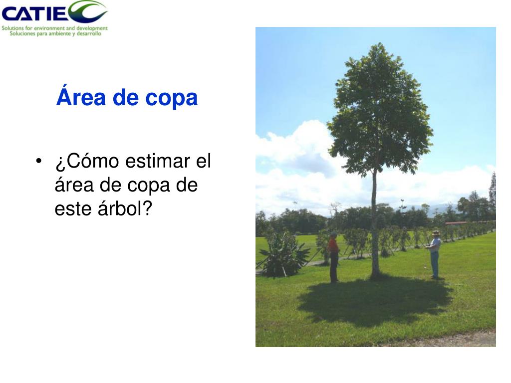 PPT - Dasometría y Medición de Sombra PowerPoint Presentation, free
