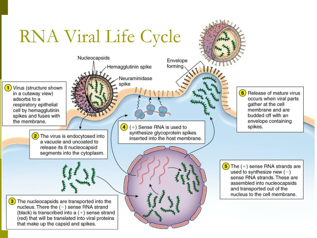 Hcv rna. Viral Life Cycle. РНК вирусы. Life Cycle simple viruses. Rig 1 RNA viruses.