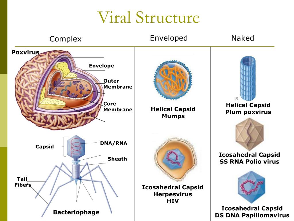 Ppt Microbiology Powerpoint Presentation Free Download Id