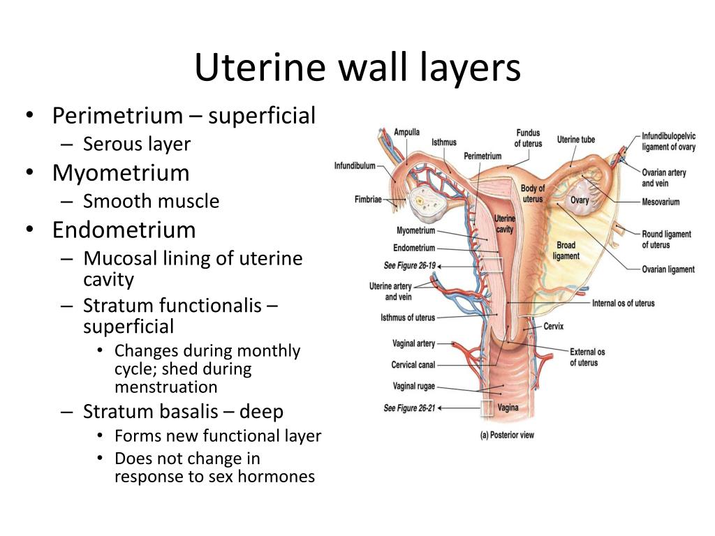 Uterine Wall Layers Uterine Wall Layers