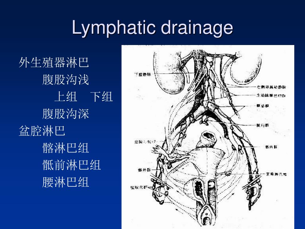 ppt-anatomy-of-female-reproductive-system-powerpoint-presentation