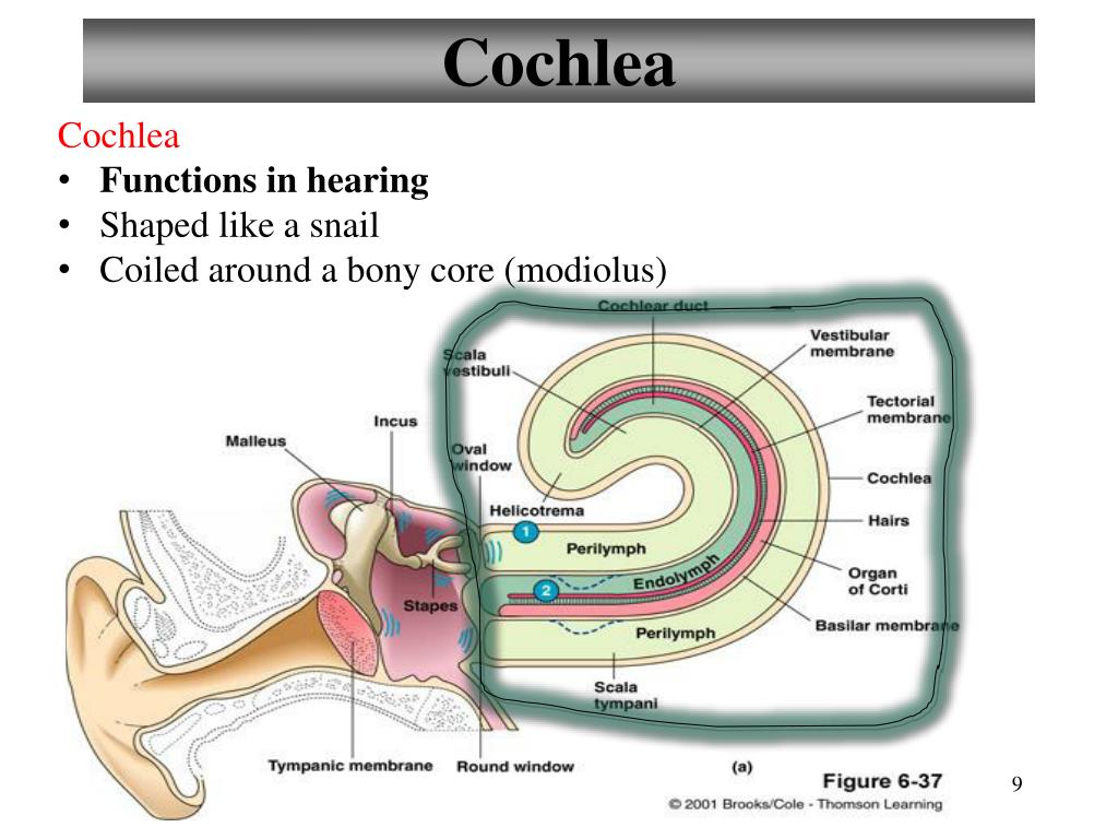 Ppt 50 123 Clinical Application Smell And Taste Disorders 54 Lab