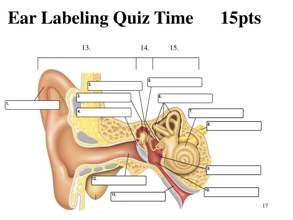 Ear Anatomy Diagram Quiz