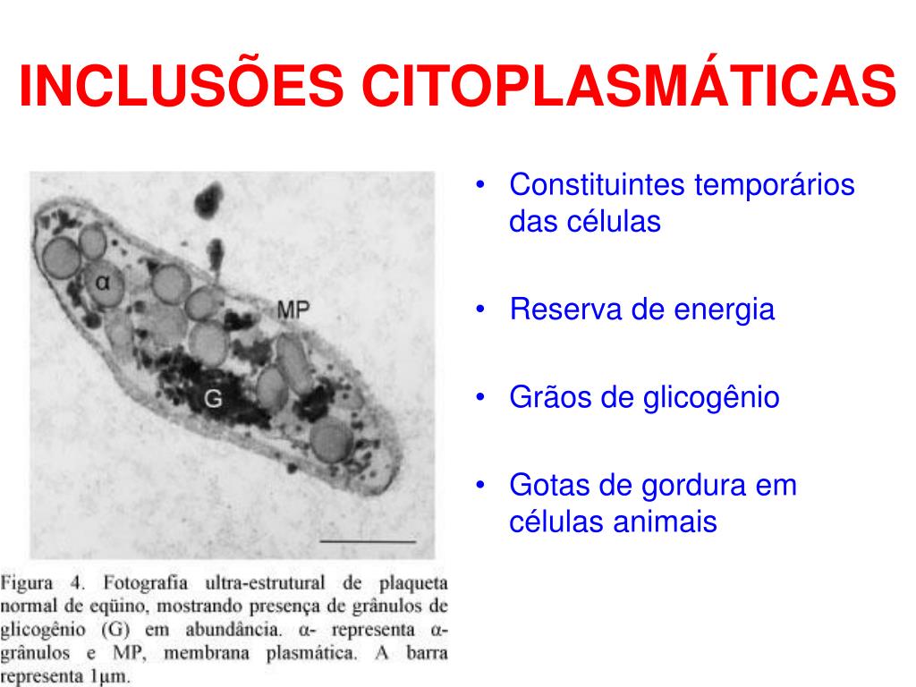 Ppt Citoplasma De Uma CÉlula Procarionte Powerpoint Presentation