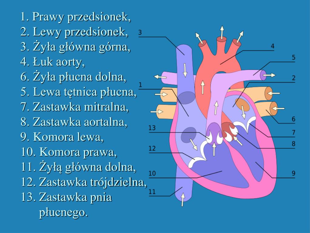 Ile Krwiobiegów Znajduje Się W Organizmie Człowieka PPT - Serce człowieka i jego praca w organizmie PowerPoint Presentation