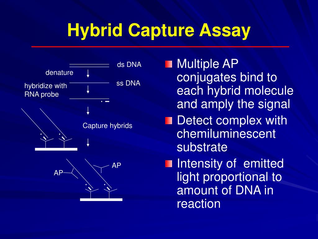 cyclic amp assay cyclic amp assay