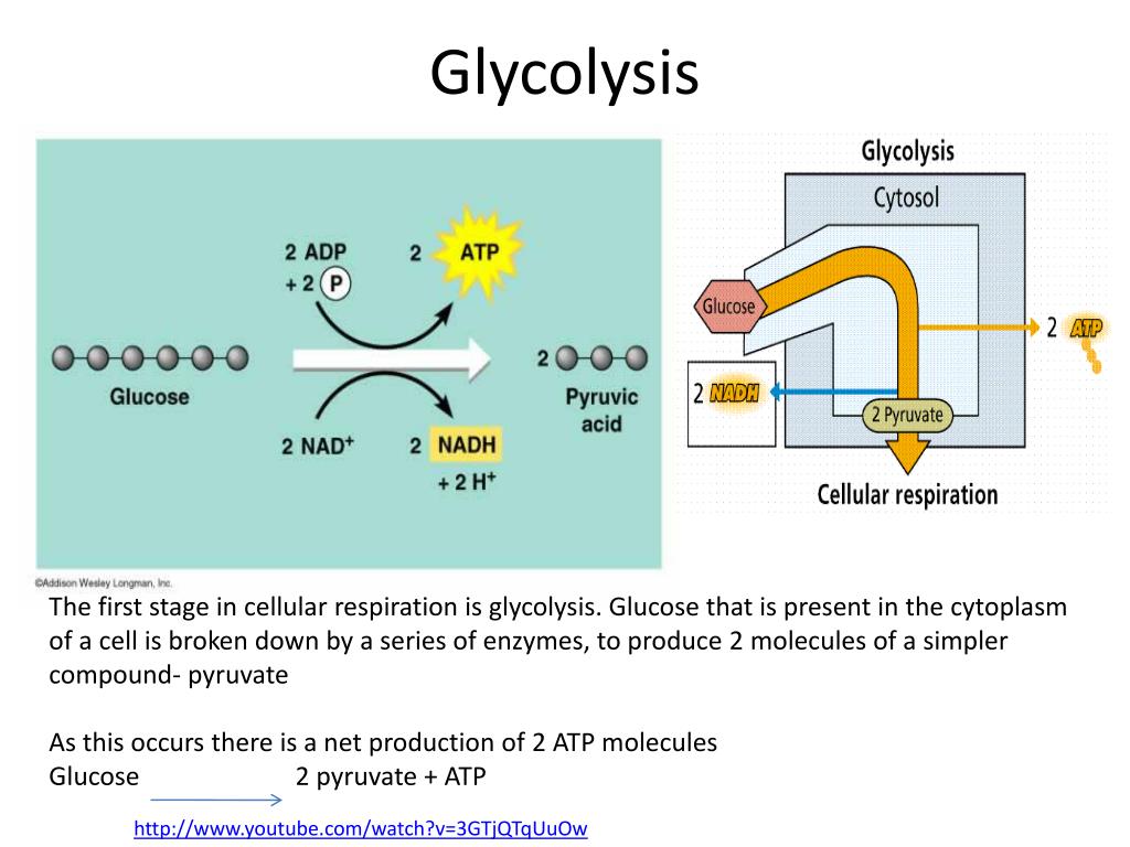 PPT Aerobic cell respiration glucose + oxygen carbon