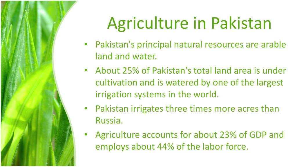 prepare a presentation on the agricultural products of pakistan