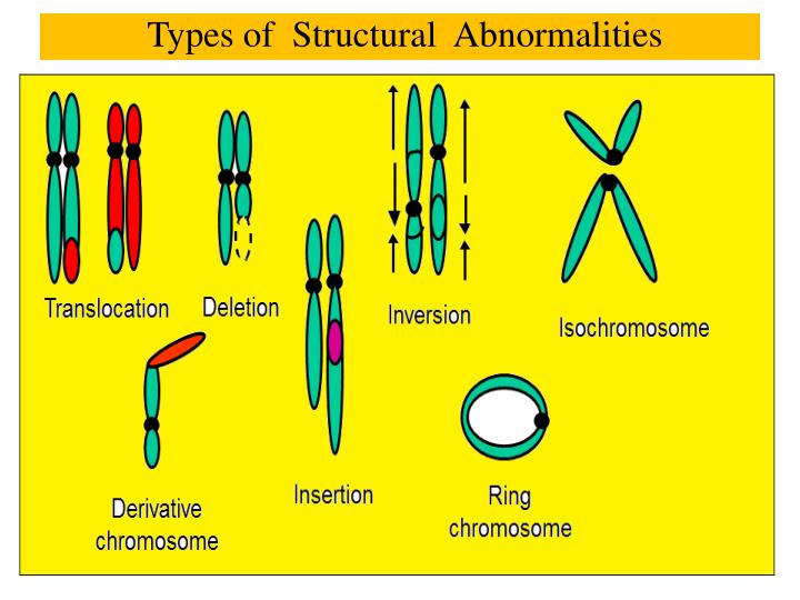 PPT - Chromosomal Abnormalities II SDK November 3, 2012 PowerPoint ...