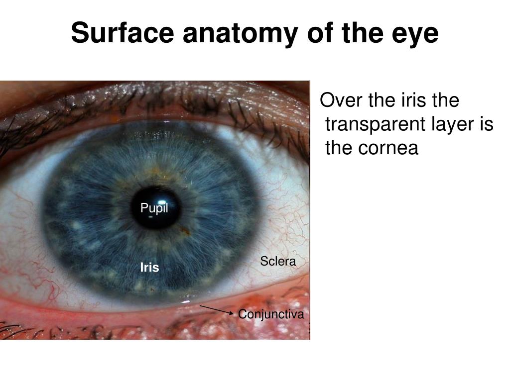 PPT - Surface anatomy of the eye PowerPoint Presentation, free download