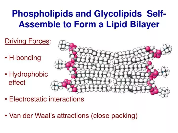 Ppt Phospholipids And Glycolipids Self Assemble To Form A Lipid