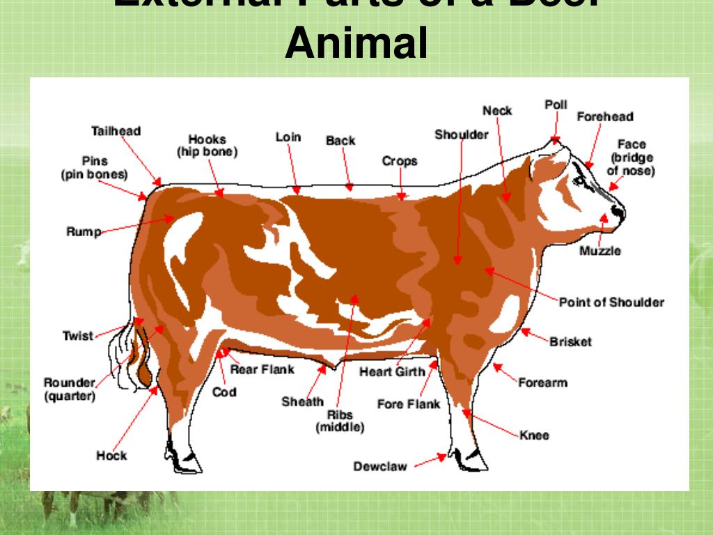 PPT - Beef Production PowerPoint Presentation, free download - ID:2942970
