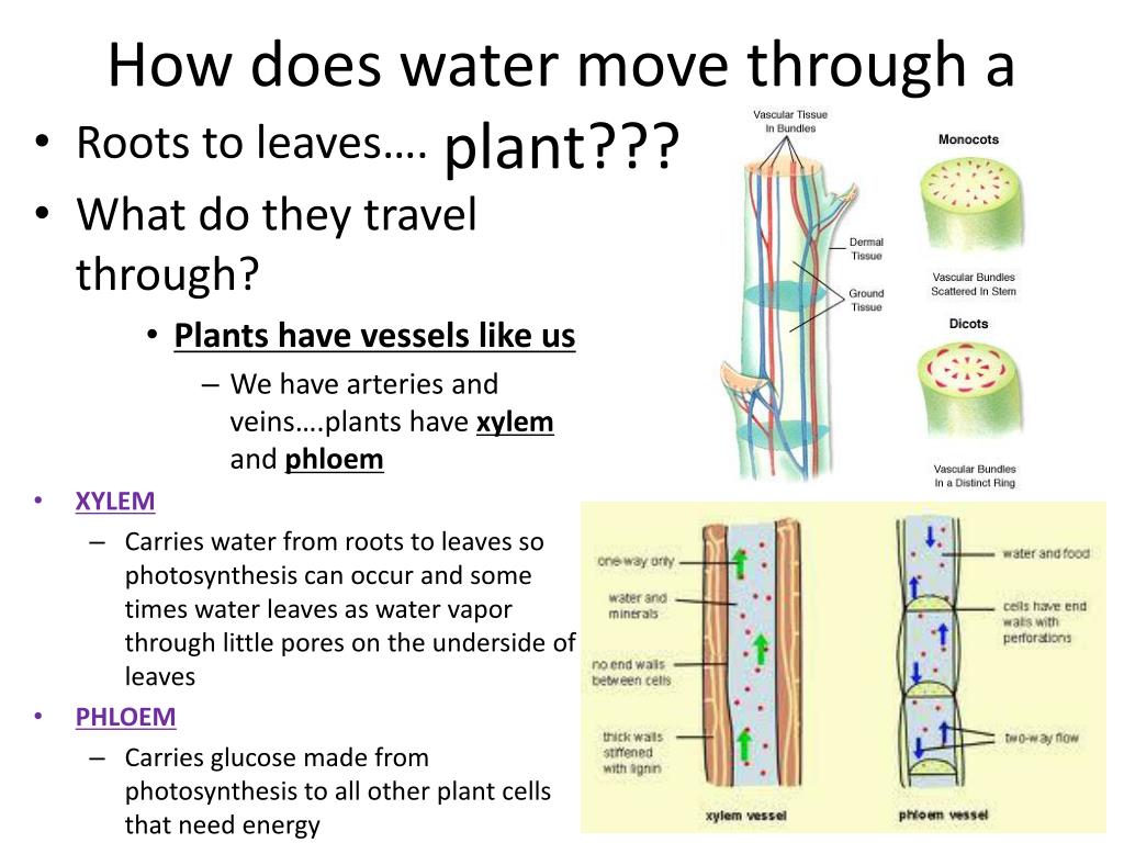 In how many directions does water move in a sponge? In how many directions does water move in a sponge?